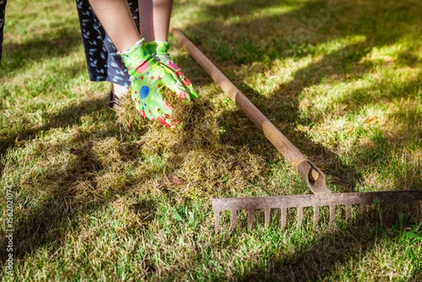 Obraz Cleaning up the grass with a rake. Aerating and scarifying the lawn in the garden. Improving the quality of the lawn by removing old grass and moss.
