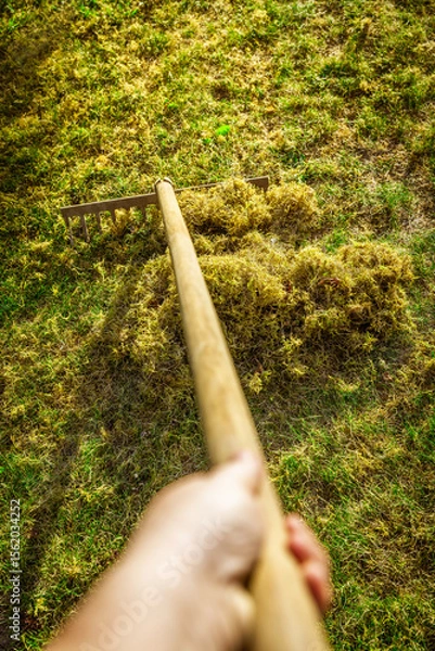 Obraz Cleaning up the grass with a rake. Aerating and scarifying the lawn in the garden. Improving the quality of the lawn by removing old grass and moss.