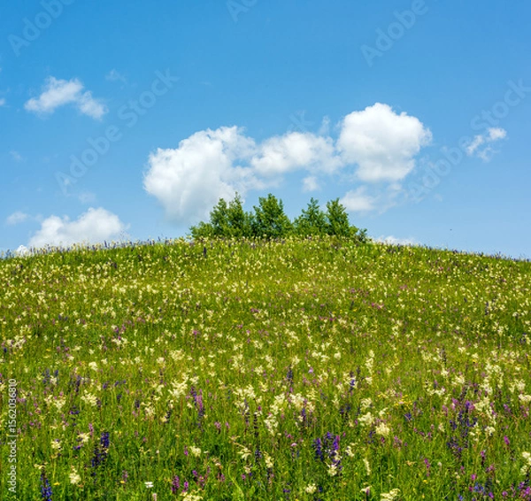 Fototapeta Summer Wildflower Meadow under Blue Sky with Clouds. Vibrant summer wildflower meadow under a bright blue sky with fluffy cumulus clouds. Peaceful nature scene with rich colors and natural light.