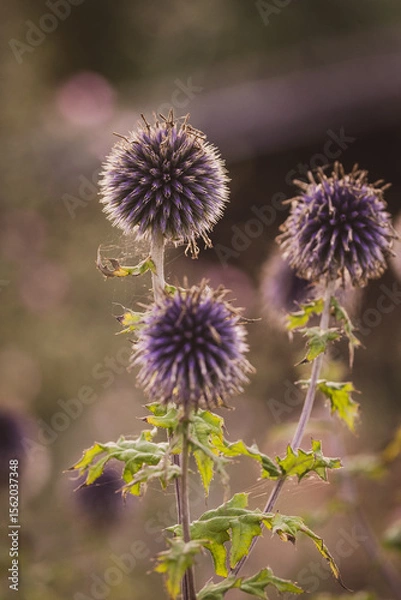 Fototapeta thistle in bloom