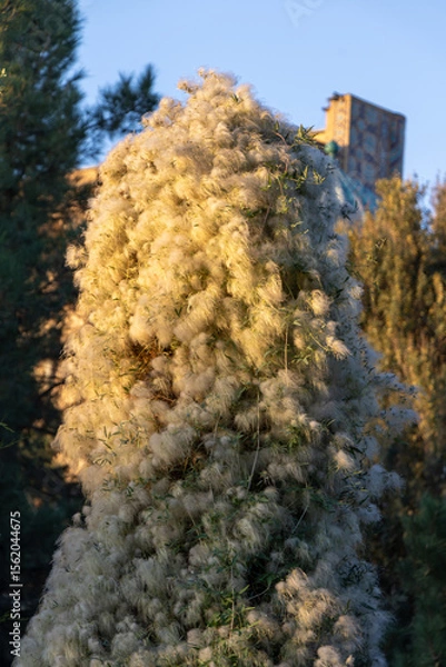 Obraz Tall plant covered in fluffy, cotton-like fibers likely from Clematis vitalba, also known as old man's beard.