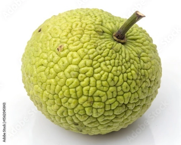 Obraz Single Whole Osage Orange Fruit on Isolated White Background
