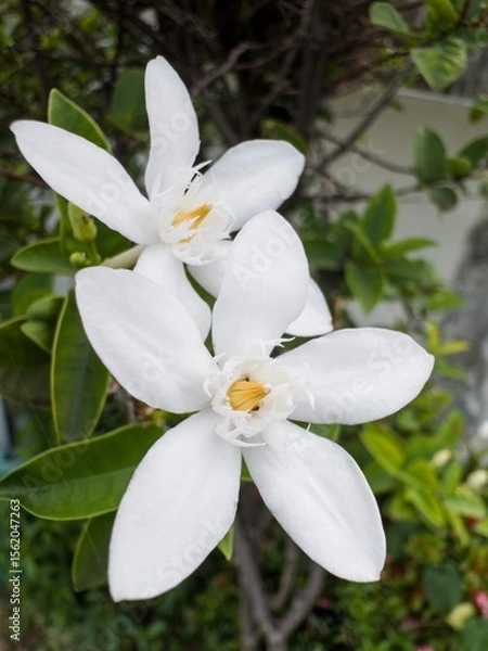 Obraz white orchid flower