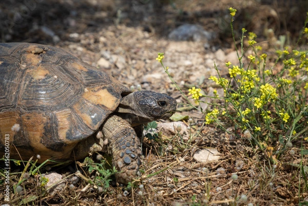 Obraz Wild tortoise with a damaged carapace, surviving in Greece's harsh stony terrain