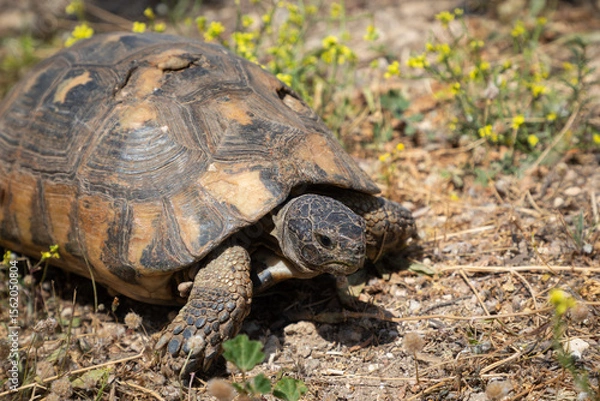 Obraz Wild tortoise with a damaged carapace, surviving in Greece's harsh stony terrain
