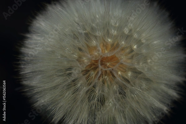 Fototapeta Macro close-up of fluffy dandelion seed head against dark background. Elegant contrast highlights delicate texture and airy structure. Perfect for nature, wellness, or minimalist designs.