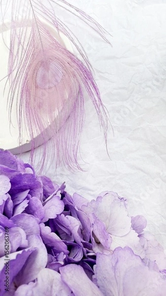 Fototapeta Lavender Hydrangea with Dyed Peacock Feathers on White Background