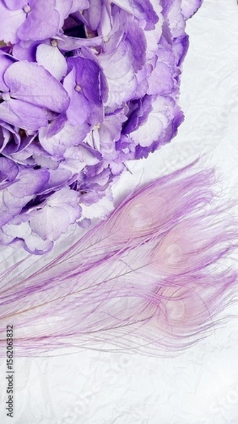Fototapeta Lavender Hydrangea with Dyed Peacock Feathers on White Background
