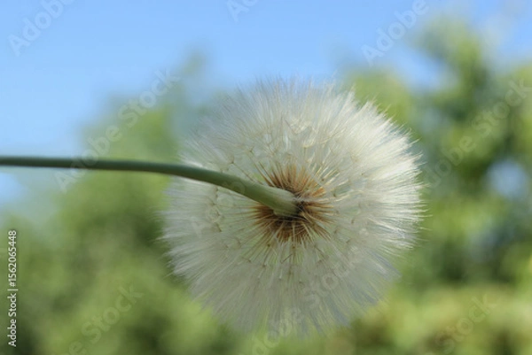 Fototapeta Delicate dandelion seeds macro against sky and nature. Soft focus, airy minimal background with natural light.