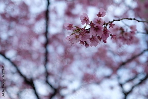 Obraz 桜