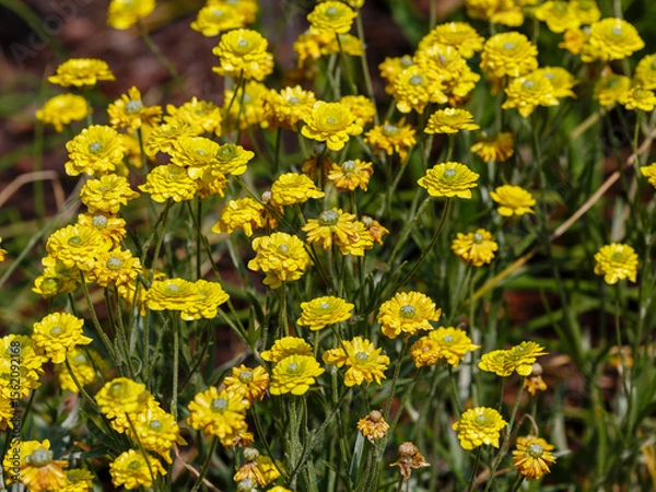 Obraz Buttercup caustic (lat.Ranunculus acris) or Buttercup or night blindness in bloom