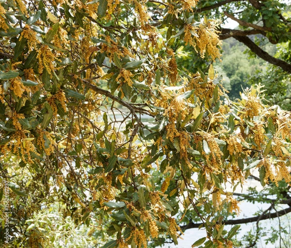 Fototapeta (Quercus ilex) Holly oak with arching brown branches covered with young spiny green leaves and fine slenders adorned with profusion of yellow hanging catkins as spring flowering 