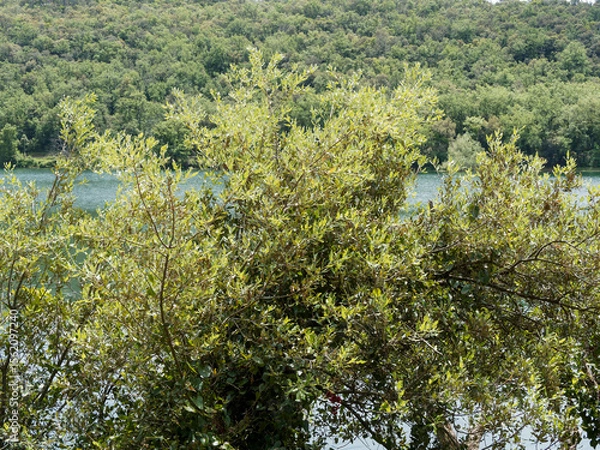 Fototapeta A holly oak (Quercus ilex) Mediterranean tree with rounded crown, spreading branches and slender twigs covered with oval dark green spiny young leaves and hanging yellow catkins