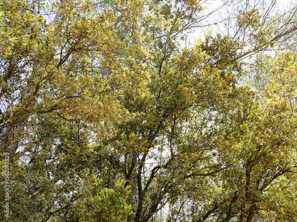 Fototapeta A holly oak (Quercus ilex) A broad rounded crown, dense canopy with upright and pendulous brown branches bearing attractive dark green leathery leaves and yellowish green flowers on catkins 
