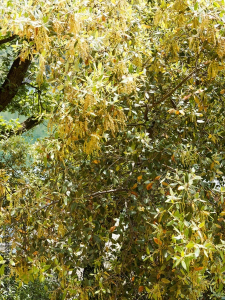 Fototapeta An Evergreen oak (Quercus ilex), majestic tree producing a profusion of shiny concave leathery and hairy leaves, holly-like and clusters of yellow long catkins in spring