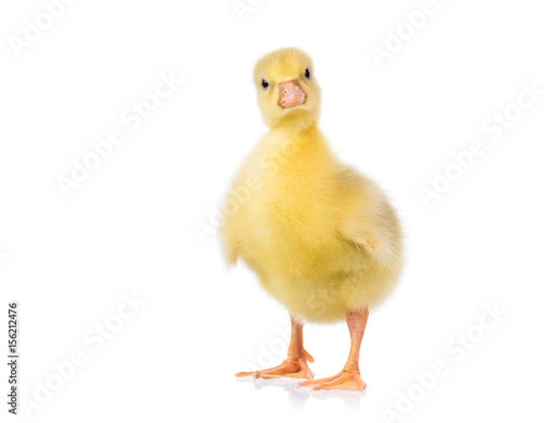 Obraz Cute little newborn yellow fluffy gosling. One young goose isolated on a white background. Nice bird.