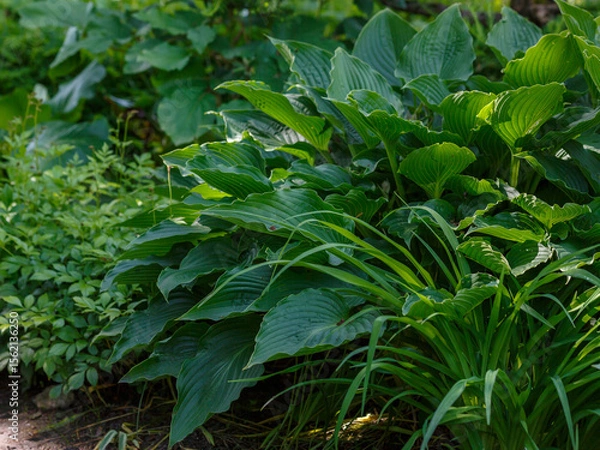 Fototapeta  Green bush Hosta. Hosta leaves. Beautiful Hosta leaves background. Hosta - an ornamental plant for landscaping park and garden design