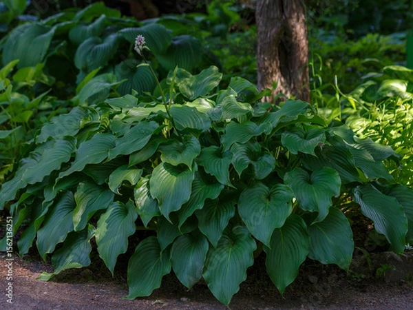 Fototapeta  Green bush Hosta. Hosta leaves. Beautiful Hosta leaves background. Hosta - an ornamental plant for landscaping park and garden design
