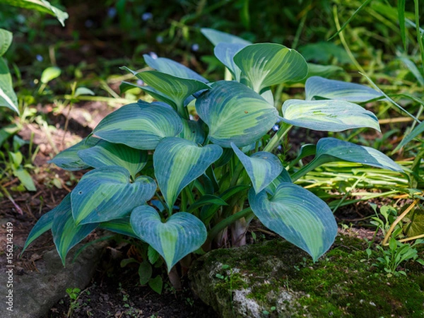 Fototapeta Blue hosta Touch of class in shady garden