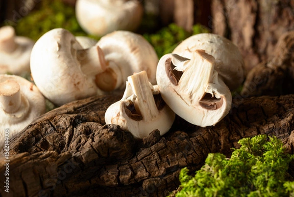 Obraz White champignons on a snag in a moss forest.