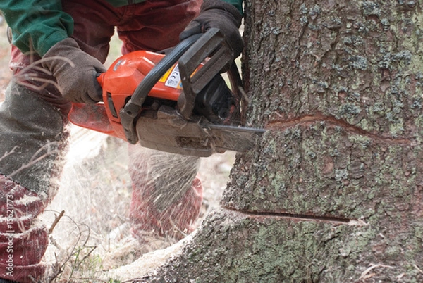 Obraz Forstarbeiter beim Baumfällen