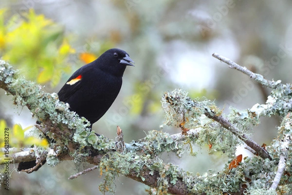 Fototapeta Mature red-winged black bird perched on lichen-covered limb against blurry background. 