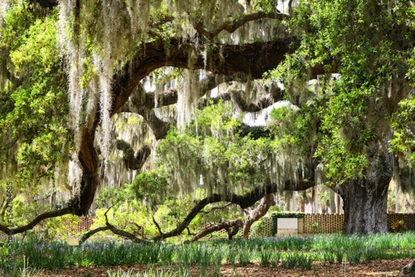 Fototapeta Beautiful southern low country garden scape of live oak trees, azaleas, and Spanish moos making an idealic serene antebellum atmosphere. 