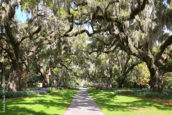 Fototapeta Beautiful southern low country garden scape of live oak trees, azaleas, and Spanish moos making an idealic serene antebellum atmosphere. 