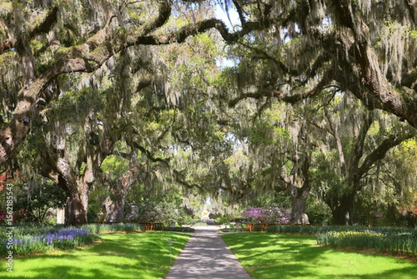 Fototapeta Beautiful southern low country garden scape of live oak trees, azaleas, and Spanish moos making an idealic serene antebellum atmosphere. 