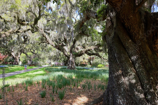 Fototapeta Beautiful southern low country garden scape of live oak trees, azaleas, and Spanish moos making an idealic serene antebellum atmosphere. 