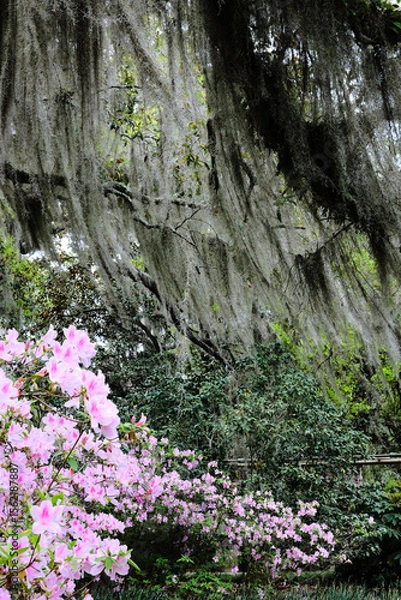 Fototapeta Beautiful southern low country garden scape of live oak trees, azaleas, and Spanish moos making an idealic serene antebellum atmosphere. 