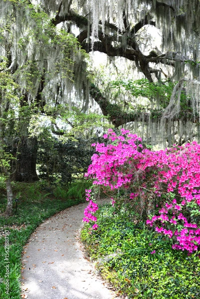 Fototapeta Beautiful southern low country garden scape of live oak trees, azaleas, and Spanish moos making an idealic serene antebellum atmosphere. 
