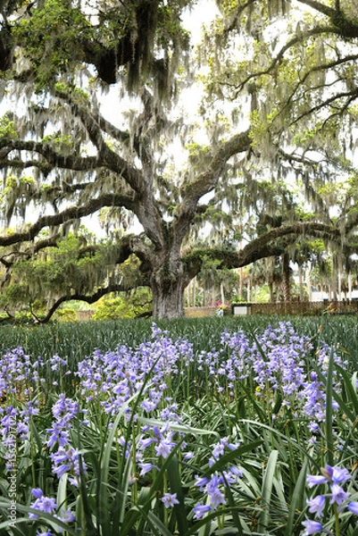 Fototapeta Beautiful southern low country garden scape of live oak trees, azaleas, and Spanish moos making an idealic serene antebellum atmosphere. 