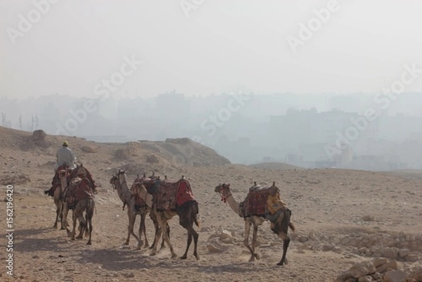 Fototapeta Camellos en El Cairo