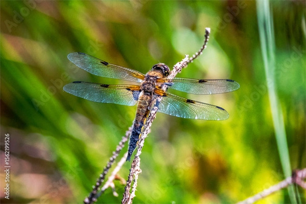 Fototapeta Vierfleck  Libellula quadrimaculata