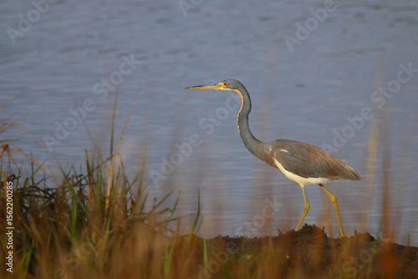 Fototapeta Great blue heron in saltwater marsh habitat. 