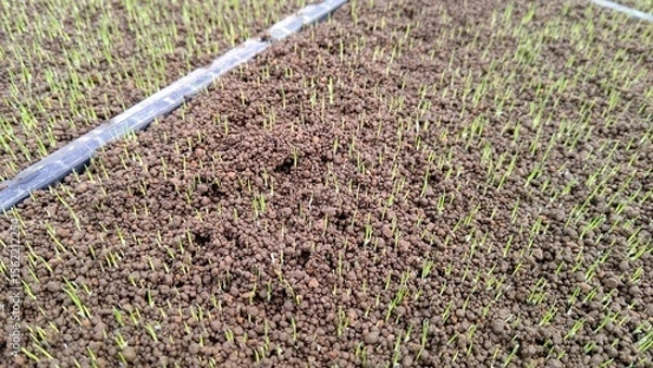 Fototapeta 覆土を持ち上げる水稲の芽