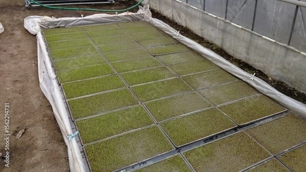 Obraz 水没した苗箱