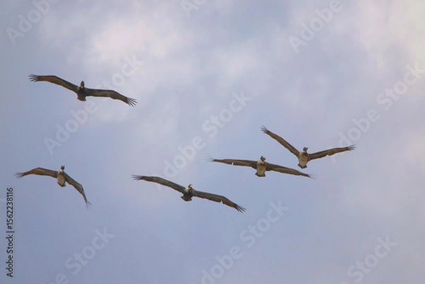 Fototapeta Group of five brown pelicans inflight. 