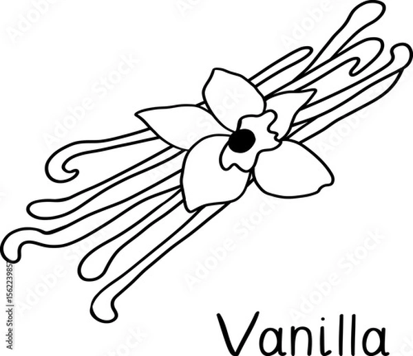 Fototapeta Vanilla flowers with vanilla sticks pods. Sketch hand drawn vector illustration. Isolated on white background.