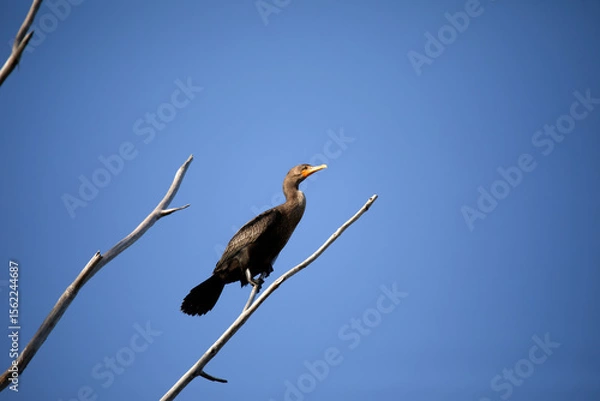 Fototapeta Two-crested cormorant (Nannopterum auritum) in a tree on the shore of Lake Michigan