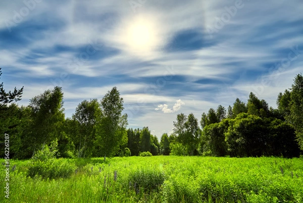 Obraz Summer panorama landscape with blue sky in soft white clouds over green field of grass. Beautiful natural countryside. Nature rural scene with copy space for design