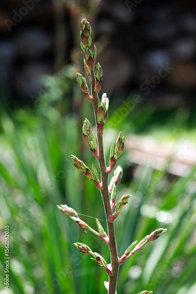Obraz Summer blooming yucca in the garden, selective focus.