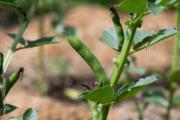 Obraz Broad beans blooming in the garden in summer, selective focus.