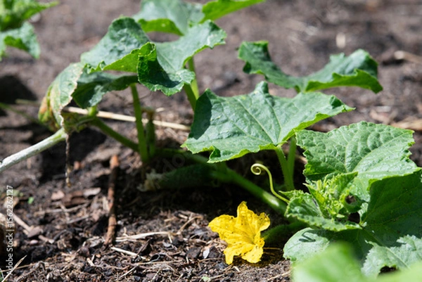 Obraz Cucumbers blooming in the garden in summer, selective focus.
