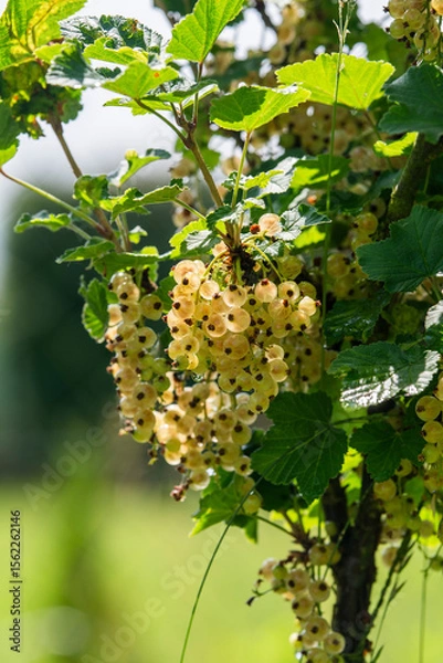 Obraz White currant growing in the garden in summer, selective focus.