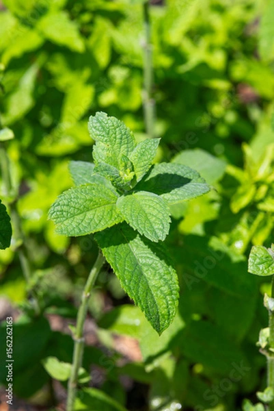 Obraz Mint growing in the garden in summer, selective focus.