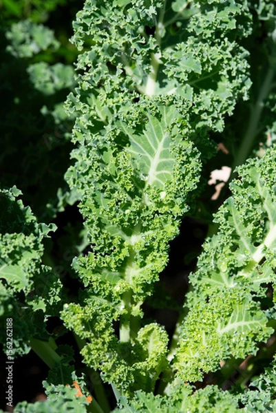 Obraz Kale growing in the garden in summer, selective focus.