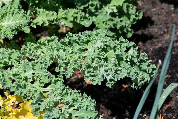 Obraz Kale growing in the garden in summer, selective focus.