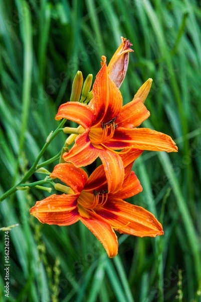 Obraz Hemerocallis growing in the garden in summer, selective focus.